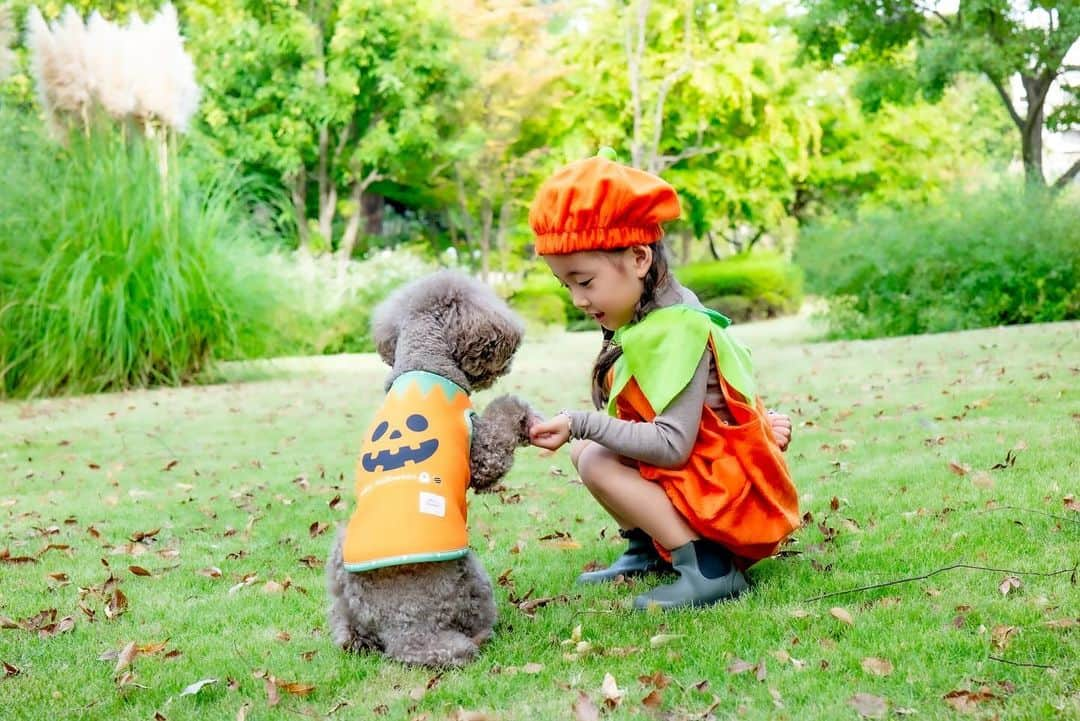 菊井彰子さんのインスタグラム写真 - (菊井彰子Instagram)「・ 【今日はハッピーハロウィン👻】  お菓子ちょーだいな🍭✨  ママ友であり👧👦 ワン友でもある🐶🐶 @amitokito ちゃんもおすすめのわんちゃんのお洋服🎃  モチモチで気持ちいい肌触り。 @montresor_officialshop   たまたま娘のコスも持っていたのでポンスケと ハロウィンコラボできちゃった🫶👻🎃  最後ひょっこりと母も🫢  ・ ・ ・ ・ #犬服montresor #犬と子供  #ハロウィン仮装　 #ハッピーハロウィン🎃  #犬仮装ハロウィン　 #4yearsold  #4歳女の子  #犬のいる暮らし  #犬と子供  #トイプードル男の子  #トイプードル部  #トイプードルブラウン男の子」10月31日 7時16分 - yanakiku_kiku