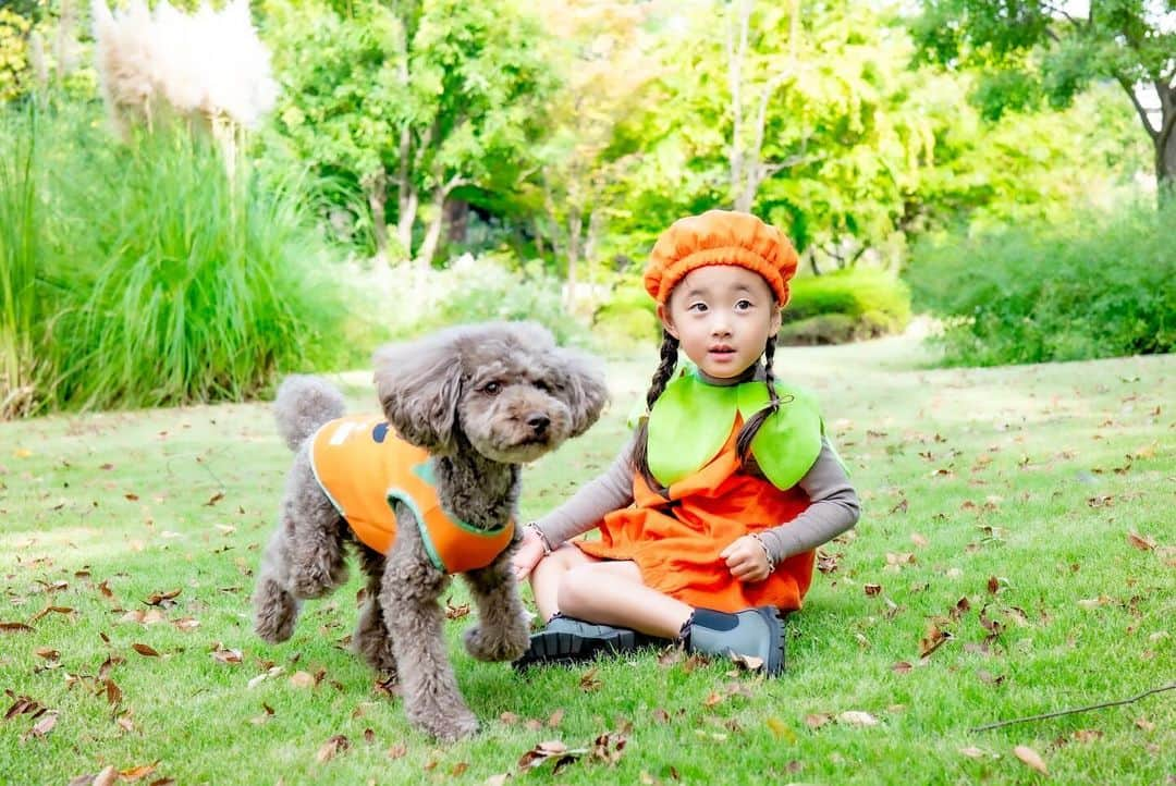 菊井彰子さんのインスタグラム写真 - (菊井彰子Instagram)「・ 【今日はハッピーハロウィン👻】  お菓子ちょーだいな🍭✨  ママ友であり👧👦 ワン友でもある🐶🐶 @amitokito ちゃんもおすすめのわんちゃんのお洋服🎃  モチモチで気持ちいい肌触り。 @montresor_officialshop   たまたま娘のコスも持っていたのでポンスケと ハロウィンコラボできちゃった🫶👻🎃  最後ひょっこりと母も🫢  ・ ・ ・ ・ #犬服montresor #犬と子供  #ハロウィン仮装　 #ハッピーハロウィン🎃  #犬仮装ハロウィン　 #4yearsold  #4歳女の子  #犬のいる暮らし  #犬と子供  #トイプードル男の子  #トイプードル部  #トイプードルブラウン男の子」10月31日 7時16分 - yanakiku_kiku