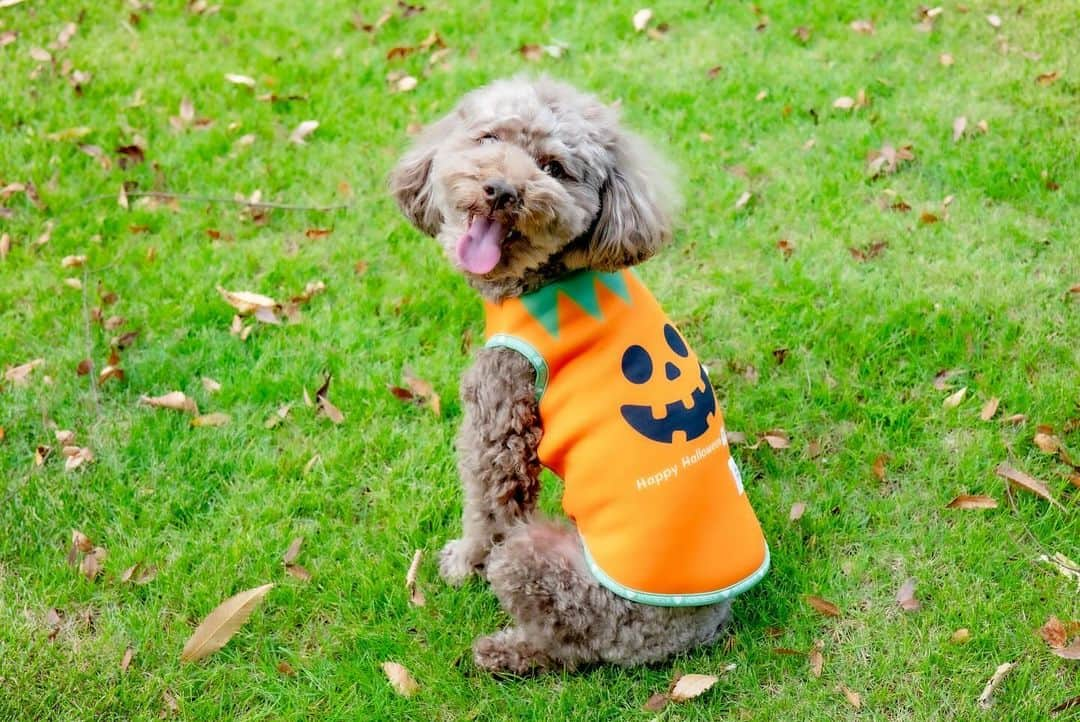 菊井彰子さんのインスタグラム写真 - (菊井彰子Instagram)「・ 【今日はハッピーハロウィン👻】  お菓子ちょーだいな🍭✨  ママ友であり👧👦 ワン友でもある🐶🐶 @amitokito ちゃんもおすすめのわんちゃんのお洋服🎃  モチモチで気持ちいい肌触り。 @montresor_officialshop   たまたま娘のコスも持っていたのでポンスケと ハロウィンコラボできちゃった🫶👻🎃  最後ひょっこりと母も🫢  ・ ・ ・ ・ #犬服montresor #犬と子供  #ハロウィン仮装　 #ハッピーハロウィン🎃  #犬仮装ハロウィン　 #4yearsold  #4歳女の子  #犬のいる暮らし  #犬と子供  #トイプードル男の子  #トイプードル部  #トイプードルブラウン男の子」10月31日 7時16分 - yanakiku_kiku