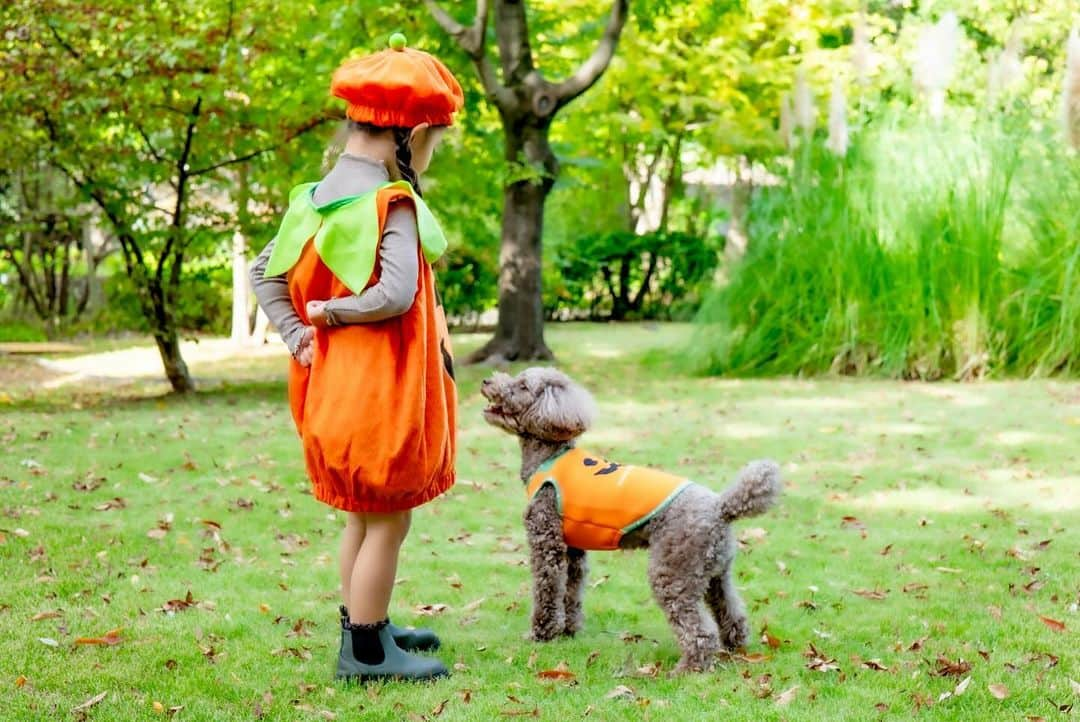 菊井彰子さんのインスタグラム写真 - (菊井彰子Instagram)「・ 【今日はハッピーハロウィン👻】  お菓子ちょーだいな🍭✨  ママ友であり👧👦 ワン友でもある🐶🐶 @amitokito ちゃんもおすすめのわんちゃんのお洋服🎃  モチモチで気持ちいい肌触り。 @montresor_officialshop   たまたま娘のコスも持っていたのでポンスケと ハロウィンコラボできちゃった🫶👻🎃  最後ひょっこりと母も🫢  ・ ・ ・ ・ #犬服montresor #犬と子供  #ハロウィン仮装　 #ハッピーハロウィン🎃  #犬仮装ハロウィン　 #4yearsold  #4歳女の子  #犬のいる暮らし  #犬と子供  #トイプードル男の子  #トイプードル部  #トイプードルブラウン男の子」10月31日 7時16分 - yanakiku_kiku