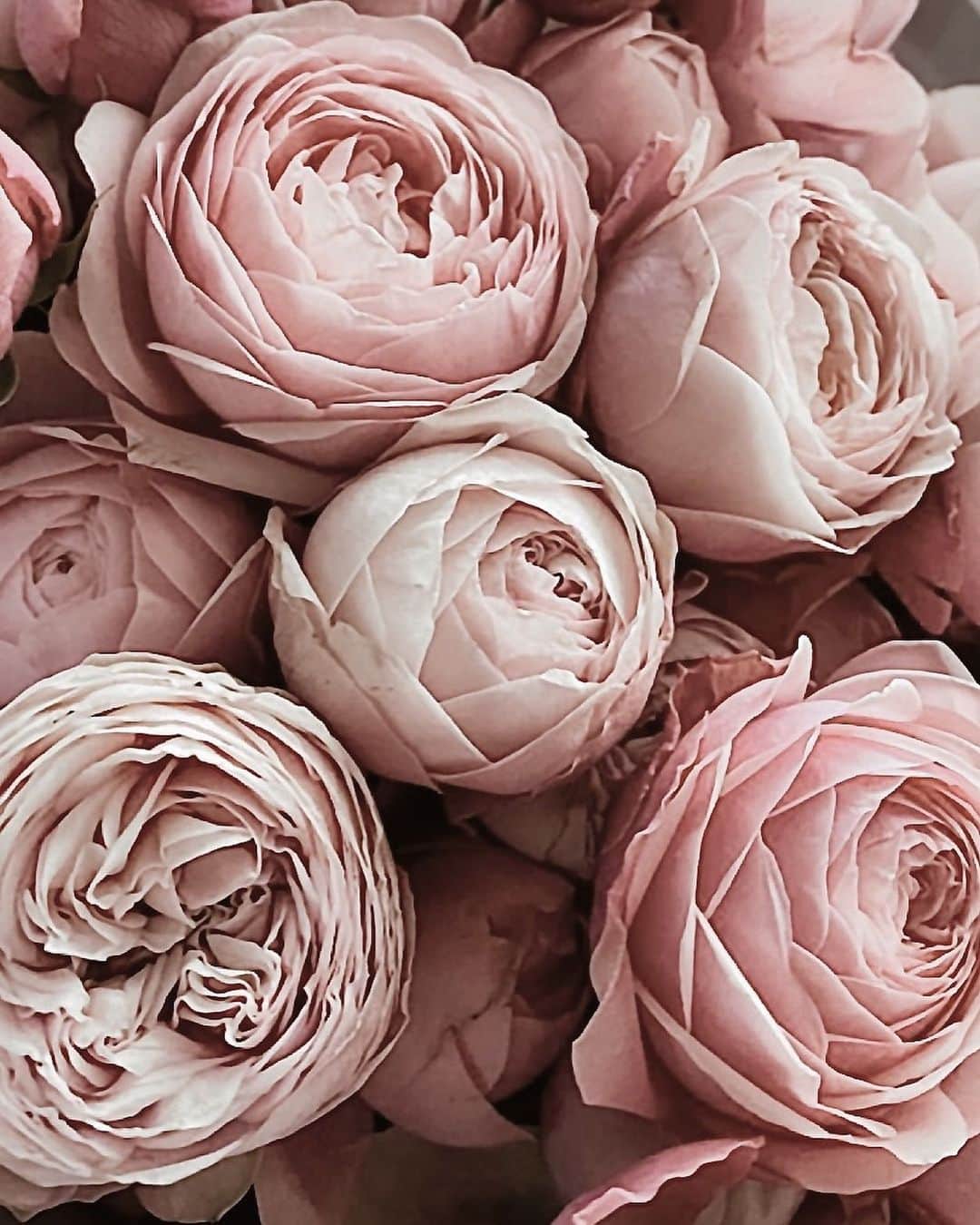 Yukicoさんのインスタグラム写真 - (YukicoInstagram)「🍃🌸🍃🌸🍃  ————————————————————— 見てくださる方にプラスになる投稿をしていきます 是非いいね♡フォロー♡ よろしくお願いいたします𓅟 私の写真の編集については フォトレッスンでレクチャーをしています —————————————————————  #flowers#flowerpower#flowerphotography#flowerporn#flowerslovers#flowerstagram#bouquet#bouquets#btsarmy#jiminpen#btsjimin #ジミンペン🐥」10月31日 7時17分 - yukicolifecom
