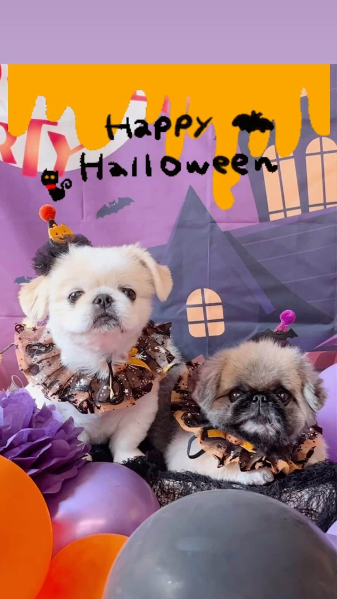 いぶそらのインスタグラム：「Trick or Treat🍭👻🎃 いぶきと大和で、皆様のお家へ徘徊します🏠  フォトブースは、大和ママさんが、作ってくれたよ🎃👻 センスが、きらり✨✨ 可愛く作ってくれて、大変なのにありがとう💜 @yamato225312  ※ ※  それでは、皆様も、楽しいハロウィンを🎃👻🍭  ※ ※  #ハロウィン #ハロウィン仮装  #trickortreat #halloween   #犬 #老犬 #ペットのいる暮らし  #ペキニーズ#pekingese#dog  #pet#ふわもこ  #페키니즈 #fluffy」