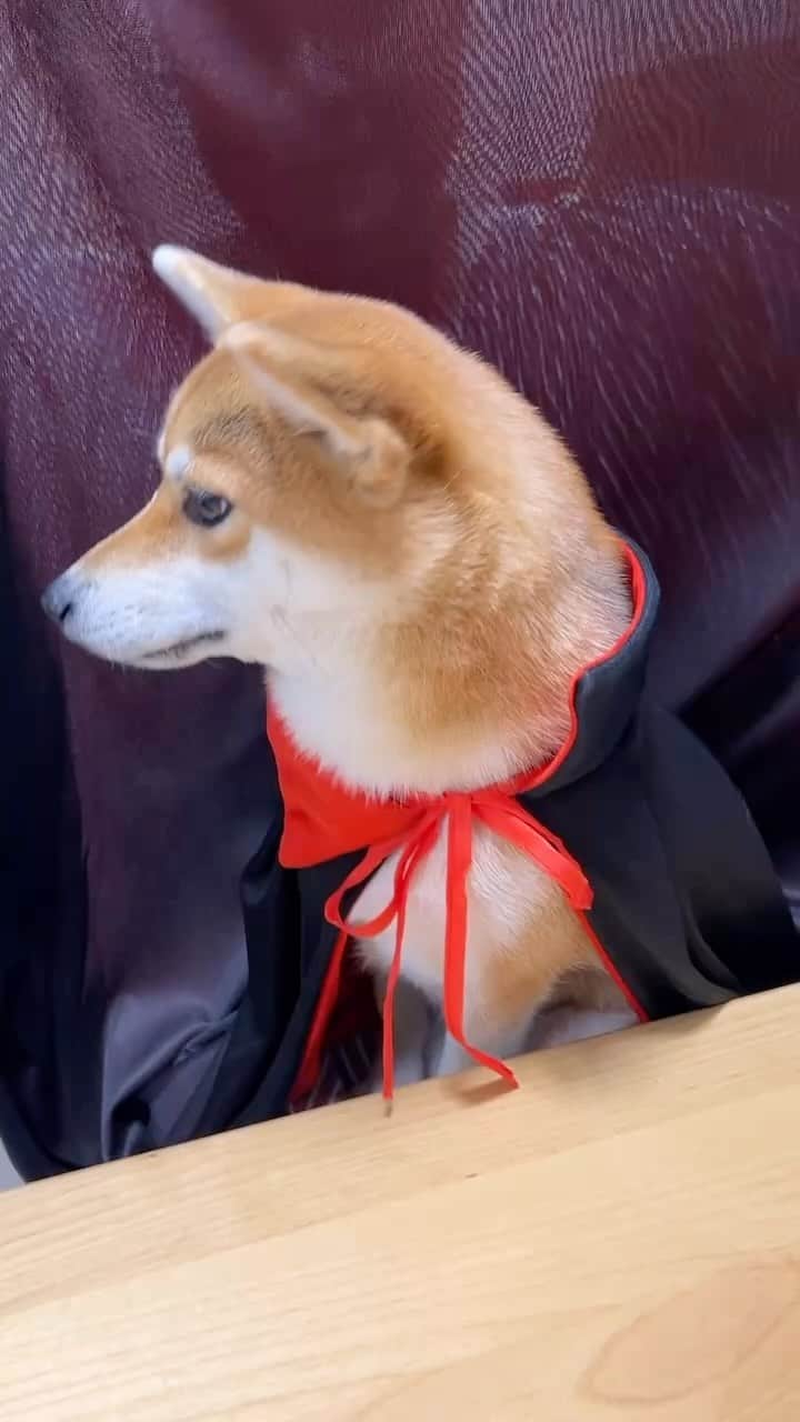 のインスタグラム：「お母さんがはしゃいでます💨 仕方がないので付き合います🐕 ドラキュラそいちゃん お似合い🥰 #久保田磨希 #ハロウィンコスプレ  #柴犬 #豆柴」