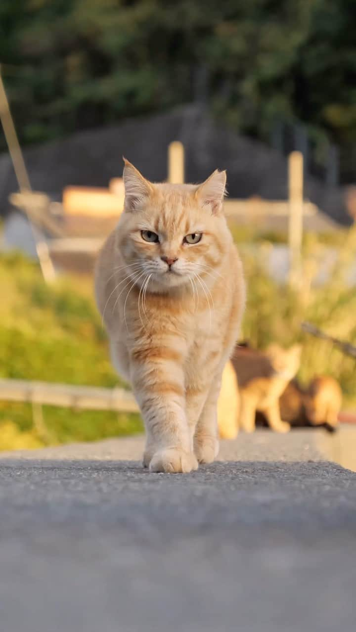 simabossnekoのインスタグラム：「おはようございますにゃ🏝️😸🐾  Beautiful island morning☀️  本日撮影📷今日も美しい朝でした✨  It was a beautiful morning today too .  ・ ★2024年版カレンダーラインナップ★ ＼今年は6種類😽🐾／  ◎卓上 B6 週めくりタイプ 【さちカレンダー2024】  ・愛らしい島猫"さち"の姿をおさめています🗓️ ・枚数28枚(両面仕様 計56面) ・初めての"週めくり"カレンダー✨ ●minne、メルカリShops内"simabossneko's shop"にて  ※大分・深島公式サイト、Cafeむぎ でも数量限定で販売中  ・〜・〜・〜・〜・〜・〜・〜  ◎卓上 B6 週めくりタイプ 【ほっこり島猫週めくりカレンダー2024】  ・53週、ふくふく仲良し。選りすぐりの島猫たちがいっぱい🙌 ・枚数28枚(両面仕様 計56面)の週めくりカレンダー ・六曜、祝日付き ●minne、メルカリShops内"simabossneko's shop"にて  ※熊本・湯島売店、ねころびカフェでも数量限定で販売中  ・〜・〜・〜・〜・〜・〜・〜  ◎壁掛け 月めくりタイプ 【なかよしすぎる島猫カレンダー2024】  ・MdNコーポレーション製作 ・六曜、二十四節気、雑節、朔望（月相）、イベント、前後月掲載 ・自由に書き込めるフリースペースを用意 ・サイズ：縦30×横40cm（展開時60×40cm） ●Amazon japan、楽天ブックス等にて  ・〜・〜・〜・〜・〜・〜・〜  ◎卓上 日めくりタイプ 【ほっこりゆったり毎日島猫日めくりカレンダー2024】  ・翔泳社製作 ・毎日違う島猫の写真が楽しめる366日の日めくりタイプ ・お散歩、昼寝、仲良し、じゃれ合いなどなど、様々なシーンを掲載！ ・縦100×横140mm、天糊綴じ、370P、スタンド付き ●Amazon japan、楽天ブックス等にて  ・〜・〜・〜・〜・〜・〜・〜  ◎卓上月めくり、壁掛け月めくりの2タイプ 【日なたぼっこ猫だよりカレンダー2024】  ・アクティブコーポレーション製作 ・毎年好評のシリーズ。のんびりだらだらな猫たちが、癒しと、人生をちょっとよく生きるメッセージを送ります。 （カレンダー内には 7枚、simabossnekoの写真が採用されています） ●ハンズ、アクティブコーポレーション公式ショップ等にて  毎日島猫日めくりカレンダーと日なたぼっこ猫だよりは、 さちカレンダーや島猫週めくりカレンダーとのセットを、simabossneko's shopにて販売中です✨  ★minne、メルカリShopsへは @simabossneko または @p_nyanco22 のプロフィールリンクからご覧いただけます。 ・  Available now❗️ "Island Cats Weekly Calendar 2024" and "Sachi Weekly Calendar2024"  ●Island Cats Weekly Calendar 2024 53weeks, A lot of selected island cats photos❣️  ●Sachi Weekly Calendar 2024 It is a calendar that shows the lovely island cat "Sachi"💓  These are desktop, B6 size. 28 sheets (56 sides in total with double-sided specifications) Weekly calendar.   We also sell a great set with “Hinatabokko Nekodayori Calendar” and “366days Island cats Day to Day Calendar” 🐾  The 2024 calendars are sold at minne "simabossneko's shop"  ●Shop URL https://minne.com/＠simabossneko  🇺🇸🇰🇷🇹🇼🇭🇰🇫🇷🇩🇪🇮🇹etc. It is possible to purchase and ship the works from overseas.  ※ Shipping fee will be charged separately.  You can reach the shop from the profile link of @simabossneko or @p_nyanco22   And, Story highlights also have a link to the shop. Please take a look there too.  #しまねこ #島猫 #ねこ #猫写真 #cats_of_world #catloversclub #pleasantcats #c atstagram #meowed #ig_japan #lumixg9」