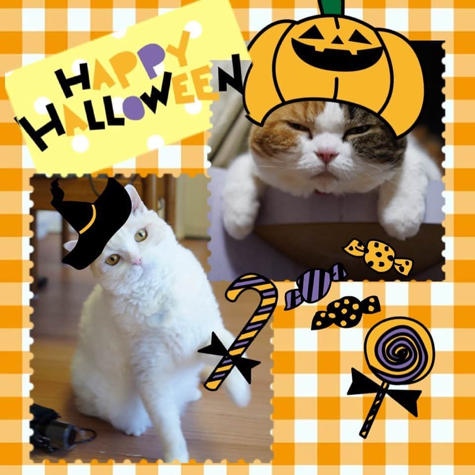 みかんのインスタグラム：「.  Happy Halloween〜🎃👻😈  #ハロウィン #柑橘姉弟 #みかんとレモン #cat #catstagram」