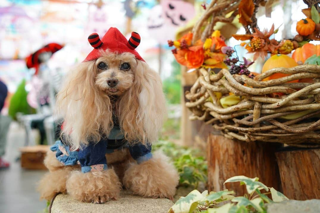 Toypoodle Mikuru?Asakusa Tokyoさんのインスタグラム写真 - (Toypoodle Mikuru?Asakusa TokyoInstagram)「20231031 Tuesday. Happy Halloween 🎃  "Trick or treat!"  デビル👿みきゅるんに騙されないでね😄  お友達と福島に遊びに行きました🐶 忘れた頃にまた更新できればと😅 インターペット の記事もまだ停滞ちゅう😨  #トイプードル #福島 #ハロウィン #東京トイプードル #みきゅるん」10月31日 7時34分 - purapura299