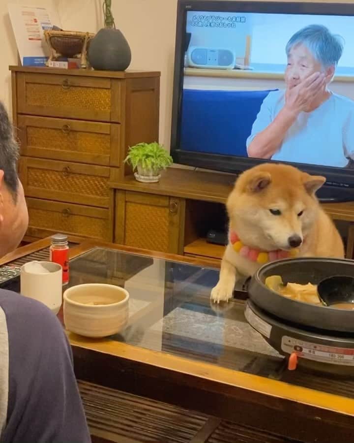 柴犬小雨のインスタグラム：「・ おはよー☀ ・ 昨日の晩ごはんは、福ちゃんファミリー @fuku.1005 からいただいた猪肉を使って、牡丹鍋にしたよ🍲 臭みも全くなくて、めちゃ美味しかった😋 ありがとー🙇‍♀️💕 ・ ⑨⑩は、晩ごはん前に行ったナイトラン🐕 こさめ、すごく楽しそうでした🎶 ・ ・ 寧々ちゃん @nene.2020425  愛媛に帰ってきたら、またみんなで遊ぼやね♡ ・ ・ ・ #shiba_snap #shibamania #petstagram #dog  #shibadog #petstagram #pet #shiba #shibainu #shibaaaaainu #shibastagram #pecoいぬ部 #dogstagram #子犬#仔犬#狗 #犬のいる暮らし #犬のいる生活 #こいぬ#いぬのきもち #豆柴#まめしば#しばいぬ #9gag #しばけん #ペット#小狗#柴犬#犬#柴犬小雨#シバイヌ」
