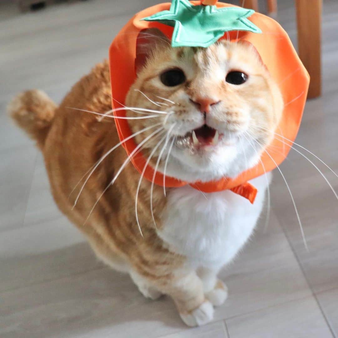 のインスタグラム：「＊ Trick or Treat! ・ #GuppyHalloween」