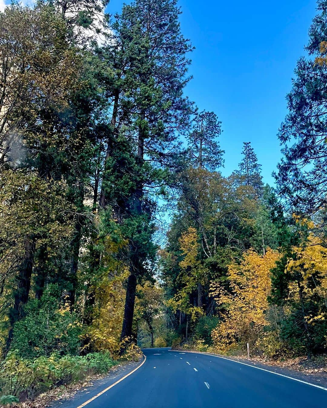 コートニー・コンローグさんのインスタグラム写真 - (コートニー・コンローグInstagram)「A few moments and captures from my first trip to Yosemite 🏕️🏔️🧗‍♀️ we stayed in the OG climbers camp (Camp 4) too which was really rad!」11月1日 4時00分 - courtneyconlogue