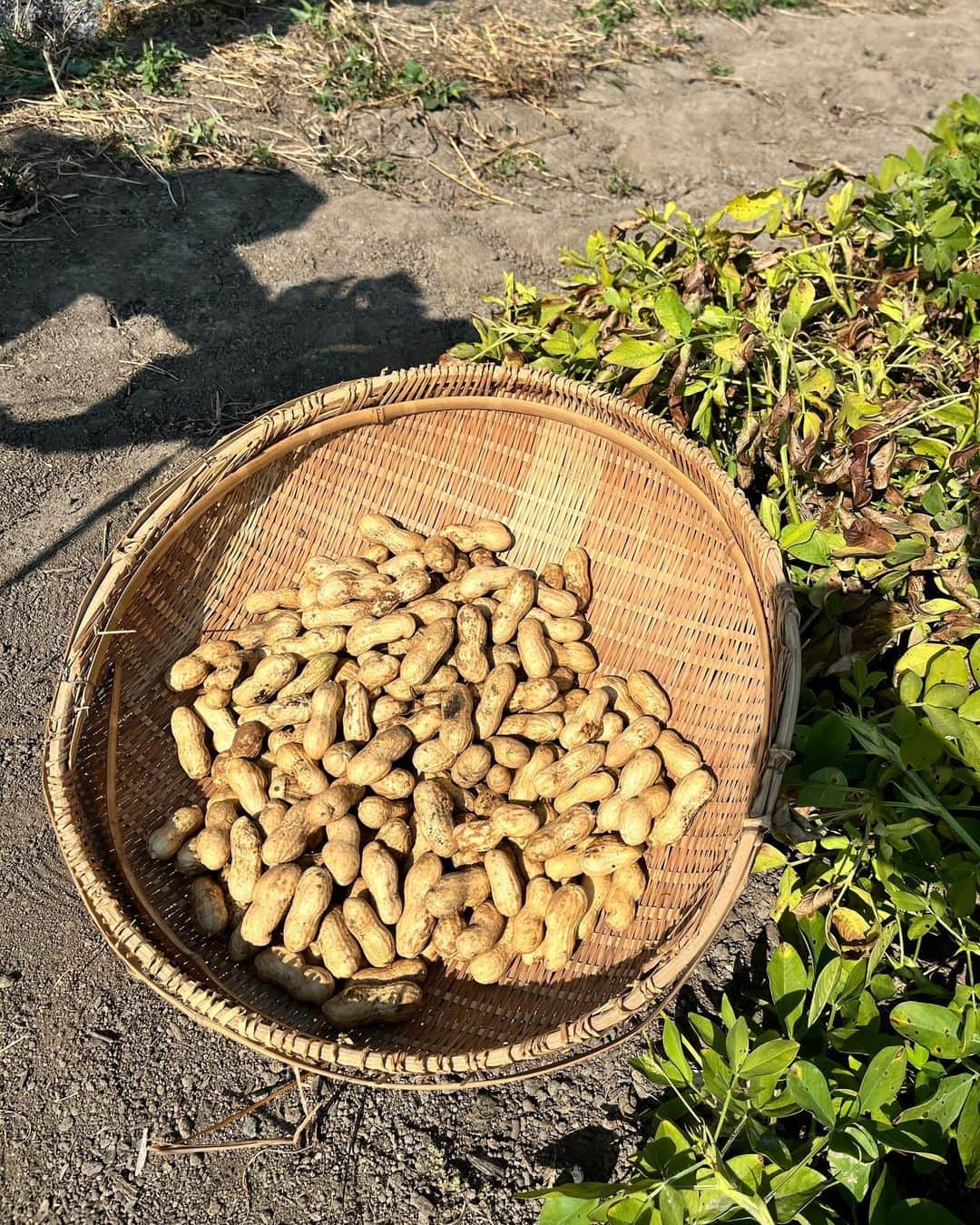 のインスタグラム：「広島産ピーナッツ🥜です！ でかいしうまいよ〜 フードフェスティバルで食べてくれたかな？ #元就」