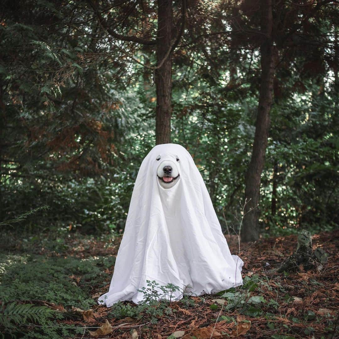 Loki the Corgiさんのインスタグラム写真 - (Loki the CorgiInstagram)「The floofy 👻👻 are back in town! Approach with caution! ⚠️」10月31日 8時10分 - lokistagram