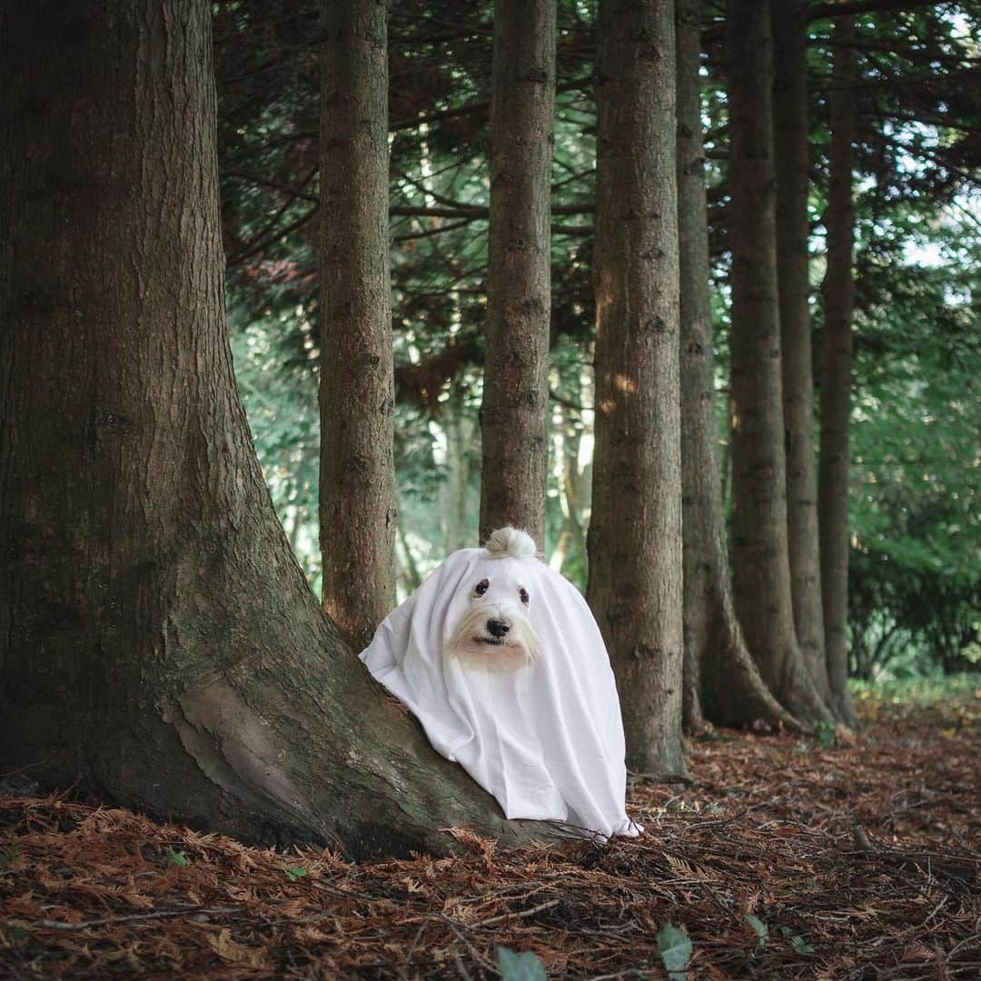 Loki the Corgiさんのインスタグラム写真 - (Loki the CorgiInstagram)「The floofy 👻👻 are back in town! Approach with caution! ⚠️」10月31日 8時10分 - lokistagram