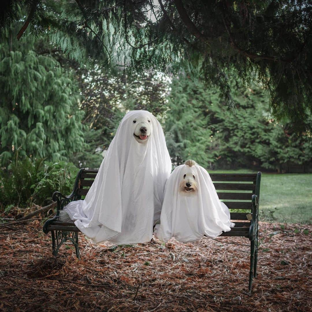 Loki the Corgiのインスタグラム：「The floofy 👻👻 are back in town! Approach with caution! ⚠️」