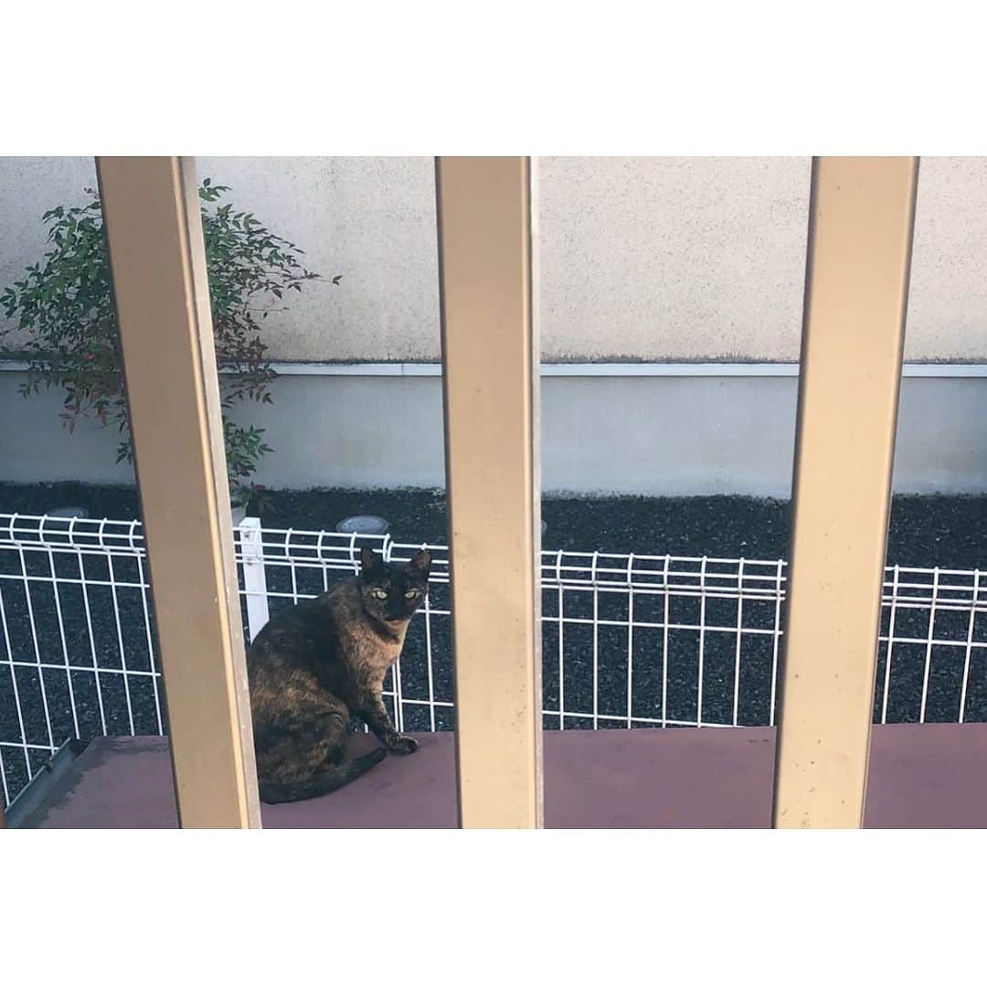 井山三希子のインスタグラム：「・ 石膏型を取り込みにベランダへ さとこをいじめていたキジトラ君 もうさとこは居ないんだよー」