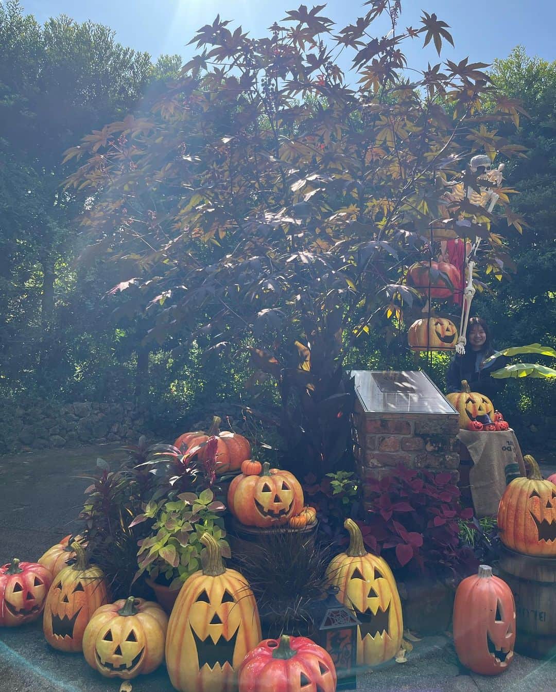 東海林クレア（くれたん）さんのインスタグラム写真 - (東海林クレア（くれたん）Instagram)「Happy Halloween👻🎃🕸 この前秋バラを見に行ったんだ〜 すごく美しかったから皆にもシェアする🌹」10月31日 8時45分 - crea_shoji