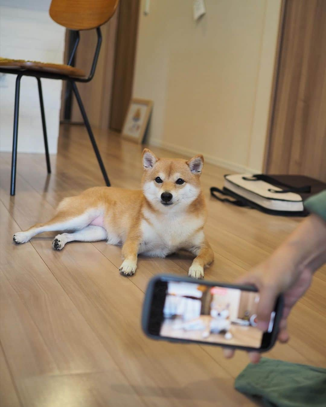 豆柴にこちゃんさんのインスタグラム写真 - (豆柴にこちゃんInstagram)「🐶 おはよー いつかのモデル犬。 ピンクのパンチラ付き！  #柴犬#豆柴#mameshiba #shibastagram#japanphoto#shibainu#犬#shibainumania#犬のいる暮らし#shiba_snap#shibainupuppy#多頭飼い#dog#いぬすたぐらむ#puppy#dogstagram#instadog #doglover#pecoいぬ部#pecotv#いぬのきもち部#狗#子犬#barked#9gag#9gagpets#시바견」10月31日 8時50分 - nikochan.mame48