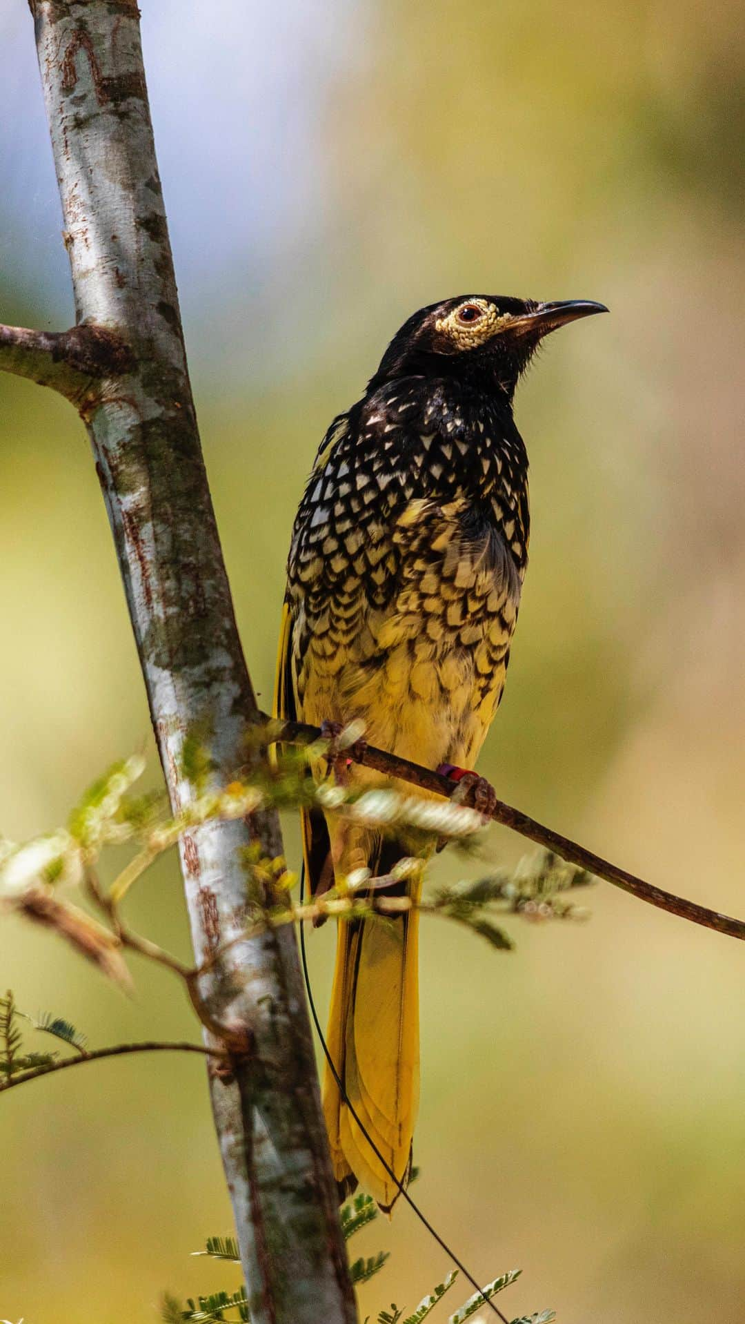 タロンガ動物園のインスタグラム：「🎃This Halloween, the scariest thing we can think of is the prospect of losing precious animal species forever 🪦  Species such as Plains-wanderers, Regent Honeyeaters, and Corroboree Frogs are all facing significant population declines and are at risk of extinction. These species play vital roles in their ecosystems and add critical diversity to Australia’s varied environments 🏜️  This Halloween, let’s not ignore the scary truth our endangered species are facing. As a not-for-profit, every dollar you spend with us, you can help wildlife. Visit the link in bio to find out more, to donate and take action #ForTheWild   📹 Keeper Corey」