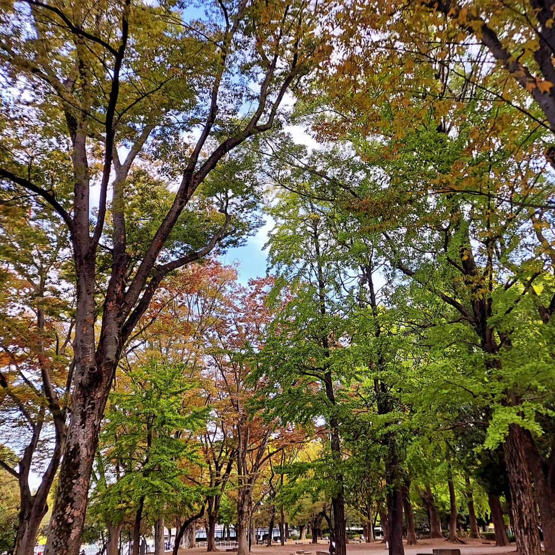 下関マグロのインスタグラム：「少しずつ色付きはじめています… #上野公園」