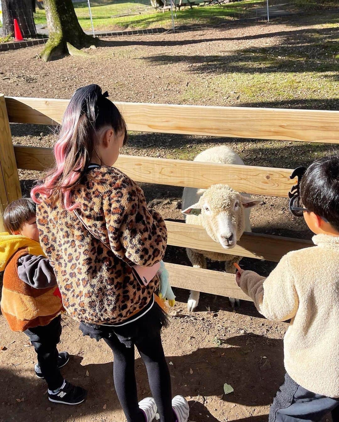 中村明花さんのインスタグラム写真 - (中村明花Instagram)「. ハッピーハロウィン🎃 先週末は #伊香保グリーン牧場 に行ってきました。 ⁡ 仮装をしていたら小学生以下の子は入場無料期間だったので、仮装していったよ♪ ⁡ 色々な体験ができる中で、初めてやったのが〝羊のお散歩🐏〟。 いやー、羊の力の強さにビックリ！！ 草を食べ出してお散歩にならないかと思えば、急に走りだして大人まで振り回されたりで大笑いでした(笑) なかなかできない体験で楽しかったです😂 （ヤギのお散歩もできるから、子供だけで手綱を持ちたかったらヤギがオススメ） ⁡ お山が綺麗に見える日でとっても見晴らしも良かったよ⛰️ 動物にも自然にも癒されました♡ ⁡ 夜は #華蔵寺遊園地 で〝おばけと踊ろうハロウィンナイト〟というイベントをしているとのことで行ってみました♪ 乗り物も乗って、おばけ達とも踊って、充実した一日になりました👻🎡 . ⁡. #動物大好きな子供たち だけど #牧場で１番ハマってたのはアーチェリー 😂 #群馬生活 #群馬観光 #martweekender  #家族で過ごす週末 #ときめく週末 #雑誌Mart ⁡」10月31日 9時24分 - sayaka_nakamura3