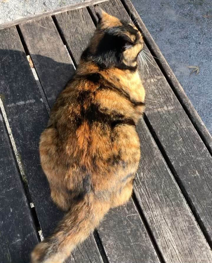 田上よしえのインスタグラム：「朝の公園にてモフモフモフモフ 早起きは三文の徳だね！！❤️  #ねこ #cat」