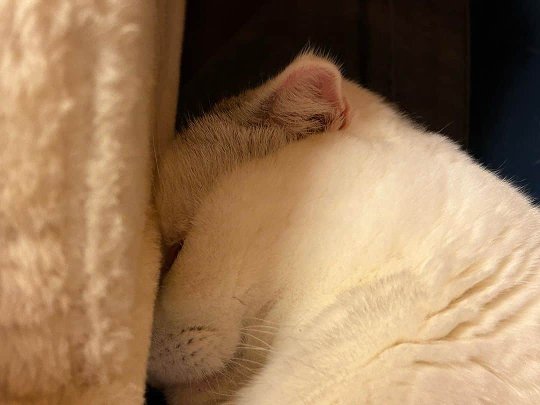 KAORUさんのインスタグラム写真 - (KAORUInstagram)「#幸来 ちゃんだらけをお届けです☺️  #スコティッシュフォールド  #saku #猫のいる暮らし」10月31日 9時28分 - yukisaku_88
