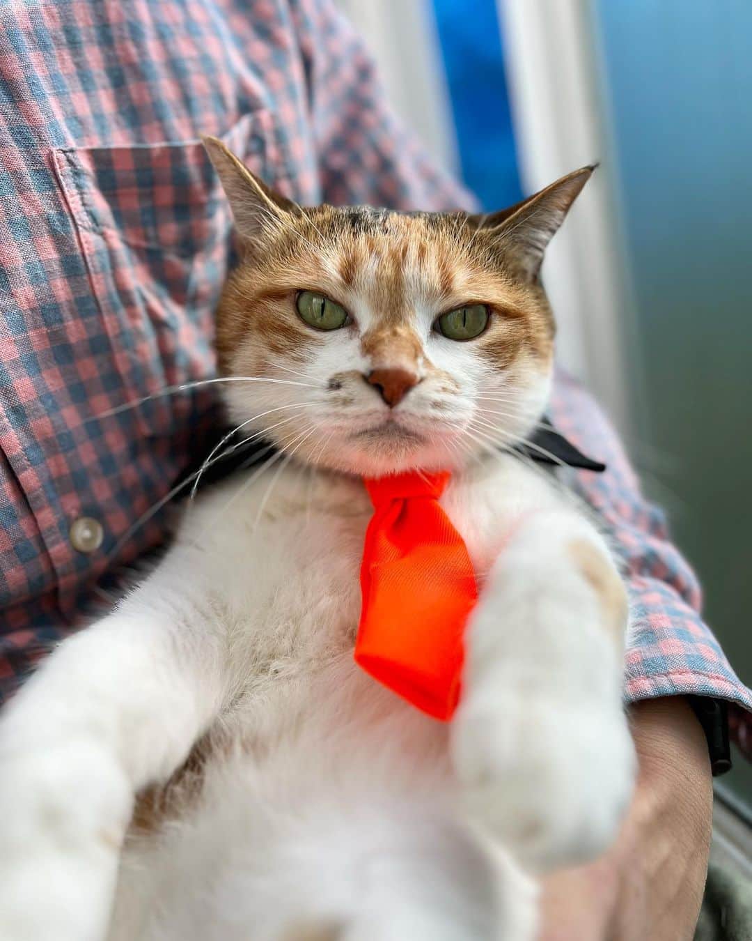 山田稔明のインスタグラム：「おはよ #ポチ実 #三毛猫」