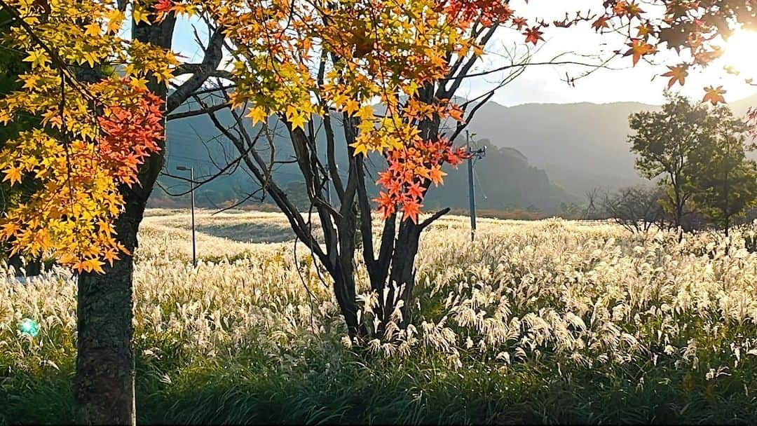 miyakeのインスタグラム：「阿蘇ビート‼️当日の天気は晴れ☀️そしてこんな紅葉や、こんな雄大な海外にいるかのような、ロケーションも楽しめます😆✨月も綺麗なので、夜はお月見しながらのライブになるかも？ですね😍そして花火も2,000発上がるので、みんなでこの秋の一番の思い出を作りましょう〜‼️夜は寒いので、ダウン持って来た方が良いですよ〜！！ 当日券もあるので、是非是非！お時間ある方は、お待ちしてます〜‼️😊✨  #阿蘇ビート #南阿蘇 #熊本 #紅葉 #花火 #絶景 #グルメ #あか牛  【阿蘇ビート2023 開催概要】 日程：2023年11月3日（祝・金） 時間：開場10:00／開演11:00／終演20:00 会場：熊本県野外劇場アスペクタ（阿蘇郡南阿蘇村久石4411-9） 主催：阿蘇ビート2023実行委員会  【参加アーティスト （AtoZ順）】 ・BALLISTIK BOYZ ・FUNKY MONKEY BΛBY'S ・KEYTALK ・KICK THE CAN CREW ・Leola ・DJ miyake from mihimaru GT ・NOBU ・DJふぉい，DJ社長，DJ脇 from Repezen Foxx ・森高千里 ・ピコ太郎 ・EXILE NESMITH（MC） ・古坂大魔王（MC）  ※チケットも好評発売中。詳しくは公式HPまで。  #阿蘇ビート2023 #阿蘇ビート #ballistikboyz #funkeymonkeybabys #keytalk #kickthecancrew #leola #djmiyakefrommihimalgt #nobu #repezenfoxx #森高千里 #ピコ太郎 #exilenesmith #古坂大魔王 #アスペクタ #南阿蘇 #フェス #野外フェス」