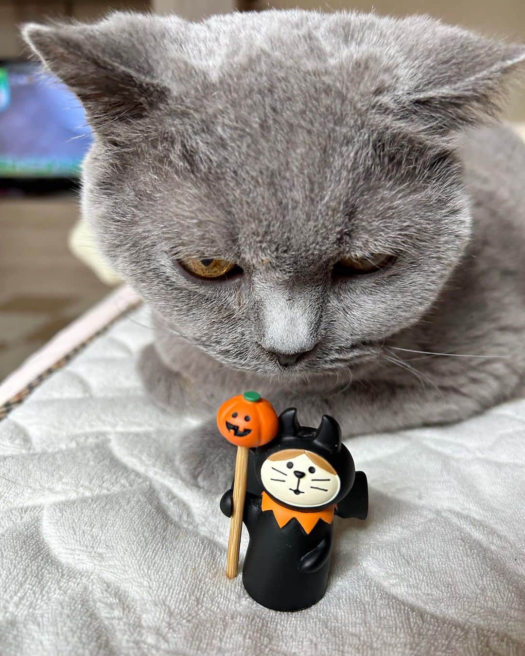 KAORUさんのインスタグラム写真 - (KAORUInstagram)「Happy Halloween🎃  #諭吉と幸来 #ゆきさく #猫のいる暮らし  #仮装は無理」10月31日 9時49分 - yukisaku_88