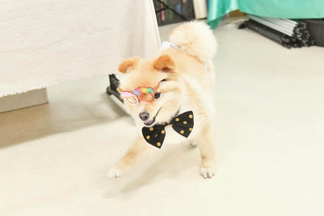 水野良樹さんのインスタグラム写真 - (水野良樹Instagram)「ハロウィンときいて焦るひと #名犬てけ #いぬすたぐらむ」10月31日 9時45分 - mizunoyoshiki_teke