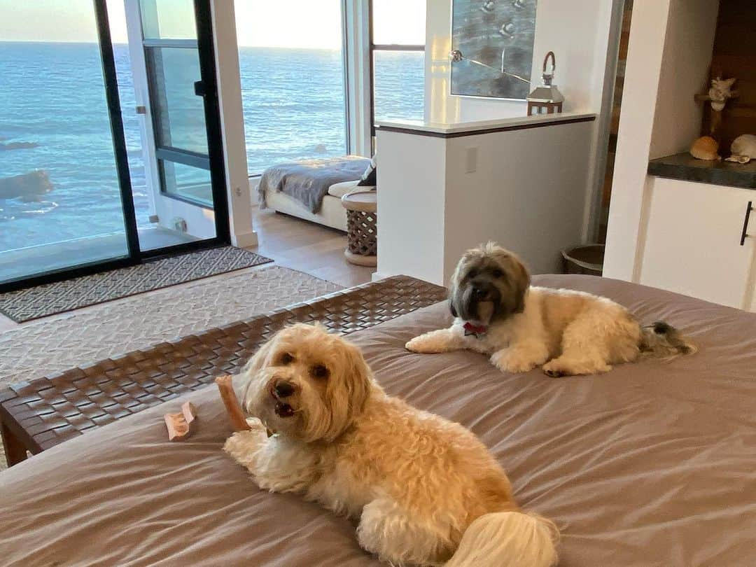 カミール・グラマーさんのインスタグラム写真 - (カミール・グラマーInstagram)「It’s a dogs life. 😄🐶. #havanese #malibu #beachlife」10月31日 9時47分 - therealcamille