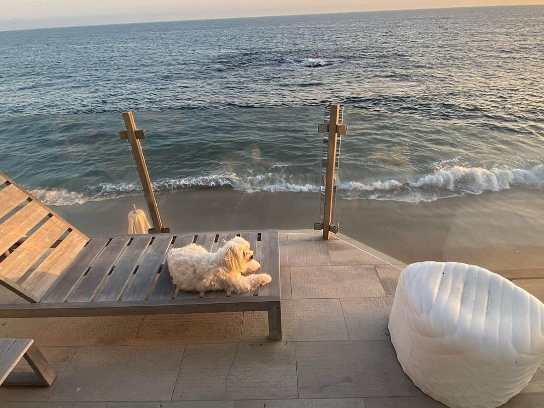 カミール・グラマーさんのインスタグラム写真 - (カミール・グラマーInstagram)「It’s a dogs life. 😄🐶. #havanese #malibu #beachlife」10月31日 9時47分 - therealcamille