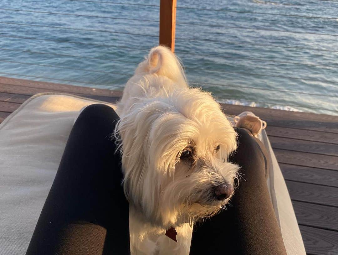 カミール・グラマーさんのインスタグラム写真 - (カミール・グラマーInstagram)「It’s a dogs life. 😄🐶. #havanese #malibu #beachlife」10月31日 9時47分 - therealcamille