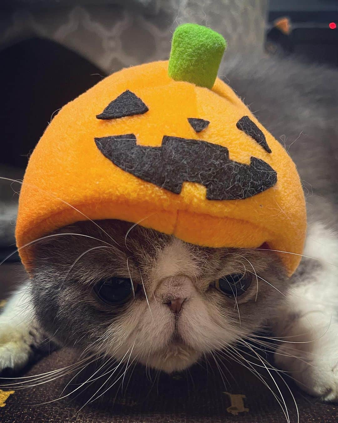 ムスカ(Muska)さんのインスタグラム写真 - (ムスカ(Muska)Instagram)「ハロウィン🎃撮ってあったの載せるの忘れてた。 でも、ハロウィンに限らず衣装を着ることは大嫌いなムスカは、「早く外せ…」な顔…。  #ムスカ #エキゾチックショートヘア #ねこすたぐらむ #ふわもこ部 #にゃんすたぐらむ #ねこ部 #にゃんこ #ねこのいる生活 #ねこのきもち #猫写真 #猫大好き #ペコねこ部 #ねこバカ #愛猫 #냥스타그램 #귀여워 #猫咪 #catstagram #kitty #petstagram #instacat #meow #catoftheday #ilovemycat #catstagram_japan #instagramcats #cutepets #Kedi #cat_of_Instagram #katter」10月31日 19時18分 - exotic_toshi