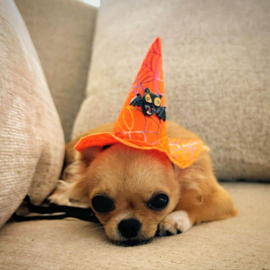 福田朋夏のインスタグラム：「Happy Halloween 🎃❤️  @masarushimabukuro  @ponopononikki  #halloween #chihuahua」