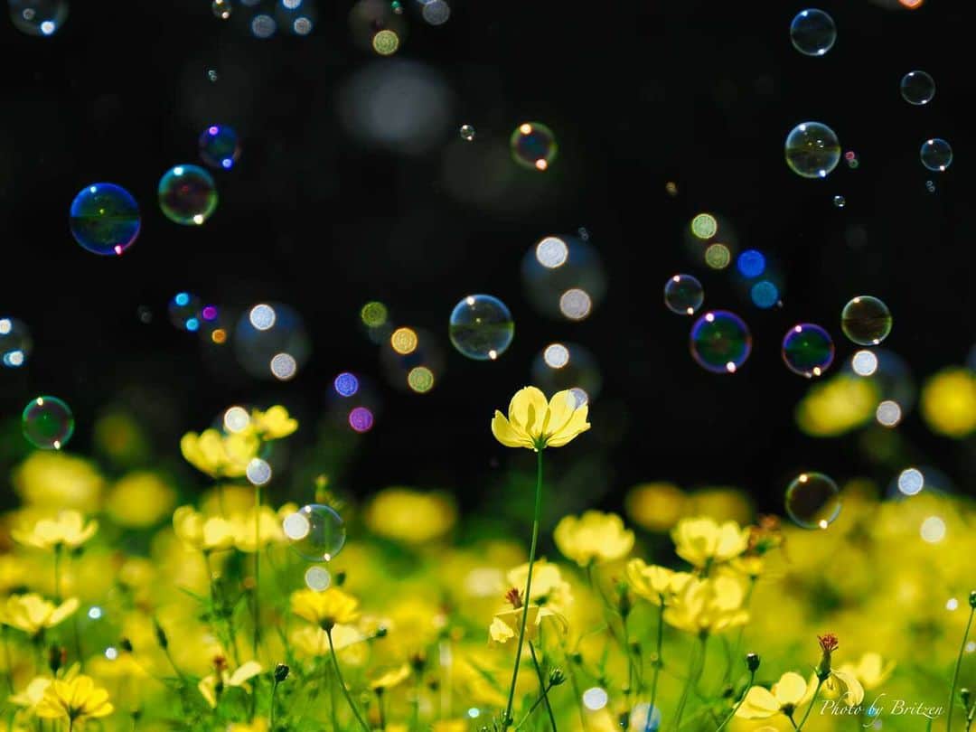 花の写真館のインスタグラム：「Photo by 深井 一光. . Original Post[投稿いただいたURL] https://www.facebook.com/photo.php?fbid=2725656580900268 . 本アカウントは、 #私の花の写真 をつけてInstagramに投稿された皆さまの花の写真や、「花の写真館」Facebookページで投稿された花の写真を紹介します。 「花の写真館」Facebookページは、「 @floral.photograph 」のプロフィールにあるURLからご覧ください。 . ※各種法令、マナー、関係者の指示に従った撮影をお願いします。 *Please ensure that your photography adheres to all relevant laws, etiquette, and instructions issued by authorized persons. ※本アカウントは東京カメラ部がFacebook、Instagramのサービスを利用して運営しているもので、Meta社・Instagramとは一切関係ありません。 . #花の写真館 #floralphotograph #floralphoto #flower #flowers Follow: @floral.photograph」