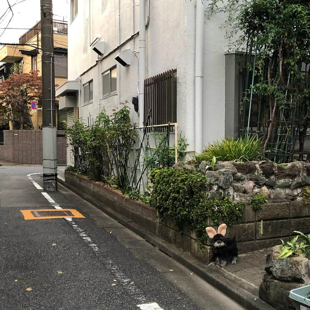 しなしさとこさんのインスタグラム写真 - (しなしさとこInstagram)「. . ハロウィン梅子を探せ🌼🐕‍🦺🎃 練習帰りのひとこま笑😆 . . #しなしさとこ #satokoshinashi #格闘技 #女子格闘技 #ジョシカク#giantschnauzer #ジャイアントシュナウザー #シュナウザー #4歳犬 #大型犬のいる生活 #大型犬のいる暮らし #しなしさくらお嬢#穏やかな時間 #穏やかな暮らし#豊満ボディ #重量級 #ミニチュアシュナウザー #ミニチュアシュナウザー子犬 #miniatureschnauzer #さくらお嬢と梅子姫#新しい家族 #しなし家#仔犬 #miniatureschnauzerpuppy」10月31日 19時30分 - shinashisatoko