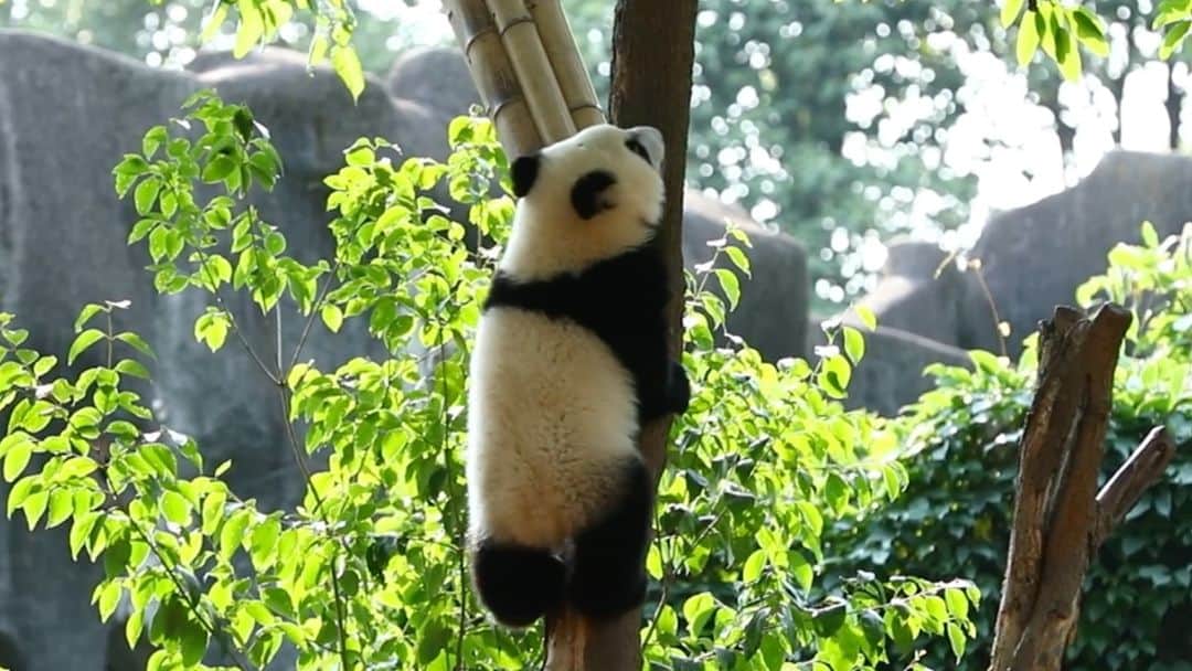 のインスタグラム：「Fish can not live without water, nor can panda live without tree. Would you cherish the green plants by your side, and help to make the earth greener? 🐼 🐼 🐼 #Panda #iPanda #Cute #PandaTheatre #ChengduPandaBase #AGreenerEarth  For more panda information, please check out: https://en.ipanda.com」