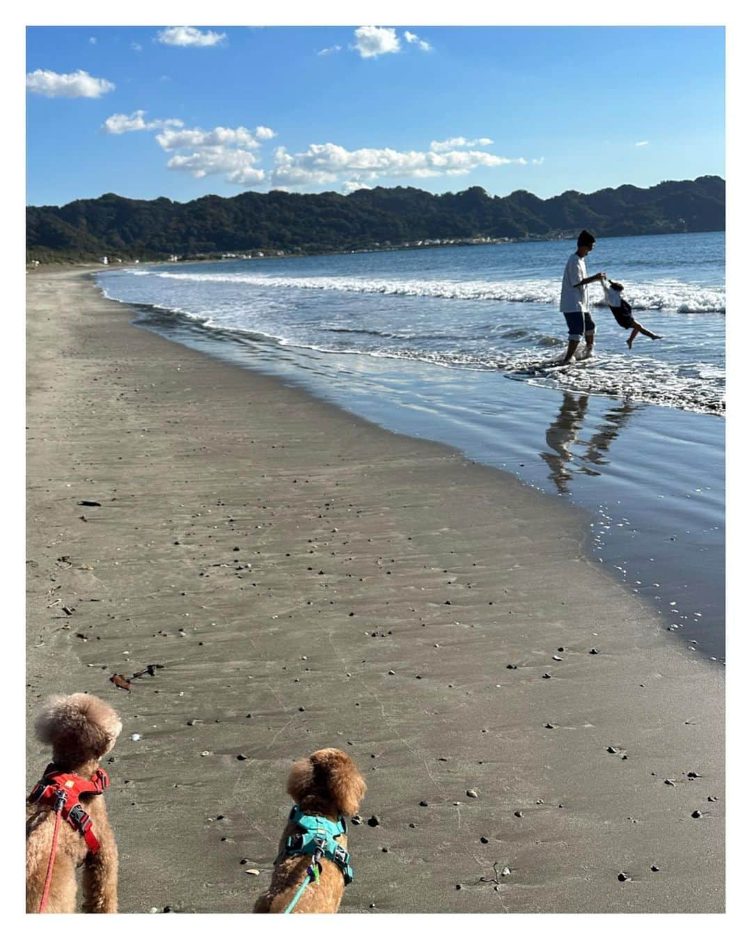 高山直子さんのインスタグラム写真 - (高山直子Instagram)「家族旅行🐶🐶👨🏻👧🏻👩🏻‍🦰 お散歩がてら立ち寄った海岸でハッスルしたり帰りにふらっと寄ったマザー牧場で乗馬できたりと、数ヶ月でさらに成長を感じた1泊2日👧🏻 涼しくなって🐶🐶もビーチで思いっきり走り回って全員リフレッシュ！ 自炊できるヴィラで、今回ごはん付けずに料理したので母だけは疲労困憊だけど😮‍💨笑（海で走って宿で料理して今日も超歩いた😂） 子たち全員が楽しめたからそれでよし🙆‍♀️  #家族旅行 #犬連れ旅行」10月31日 19時44分 - nao_70koro