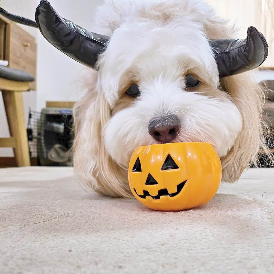 あんちゃんさんのインスタグラム写真 - (あんちゃんInstagram)「ハッピーハロウィン👻  前に投稿したあんカボチャ🎃 その時に撮った デビルあんちゃんのオフショットだよ☺️  モフモフエンジェルが デビルの仮装をしてみたの😈🖤  …牛にしか見えん🐮笑  まぁ可愛いから良しとしよう🤣  実はモチモチと お揃いの衣装をネットで だいぶ前に買ったのに まさかの届かず。笑  そんなことある🤣？？  ハロウィンの衣装が ハロウィンに間に合わなかったら もう使い道ないのよ🤣🤣🤣  来年…か👶🏻🐶？？？  #キャバションあんちゃん  #あんちゃん　#ぬいぐるみ犬 #スヌーピー  #スヌーピー犬 #キャバション　#キャバビション　 #キャバリア #キャバリアキングチャールズスパニエル #ビションフリーゼ　 #犬  #いぬすたぐらむ #犬のいる暮らし  #わんこなしでは生きていけません会 #いぬのきもち  #犬好きな人と繋がりたい #短足部　#比熊犬 #doglove #cavachon #inustagram #puppy  #snoopy #andy #멍스타그램 #개스타그램　#댕스마스」10月31日 19時40分 - anchan_0115_andy