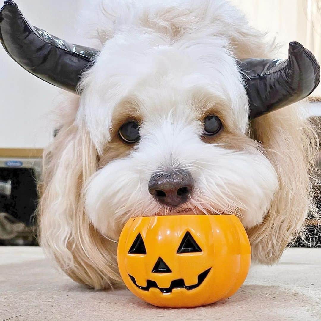 あんちゃんのインスタグラム：「ハッピーハロウィン👻  前に投稿したあんカボチャ🎃 その時に撮った デビルあんちゃんのオフショットだよ☺️  モフモフエンジェルが デビルの仮装をしてみたの😈🖤  …牛にしか見えん🐮笑  まぁ可愛いから良しとしよう🤣  実はモチモチと お揃いの衣装をネットで だいぶ前に買ったのに まさかの届かず。笑  そんなことある🤣？？  ハロウィンの衣装が ハロウィンに間に合わなかったら もう使い道ないのよ🤣🤣🤣  来年…か👶🏻🐶？？？  #キャバションあんちゃん  #あんちゃん　#ぬいぐるみ犬 #スヌーピー  #スヌーピー犬 #キャバション　#キャバビション　 #キャバリア #キャバリアキングチャールズスパニエル #ビションフリーゼ　 #犬  #いぬすたぐらむ #犬のいる暮らし  #わんこなしでは生きていけません会 #いぬのきもち  #犬好きな人と繋がりたい #短足部　#比熊犬 #doglove #cavachon #inustagram #puppy  #snoopy #andy #멍스타그램 #개스타그램　#댕스마스」