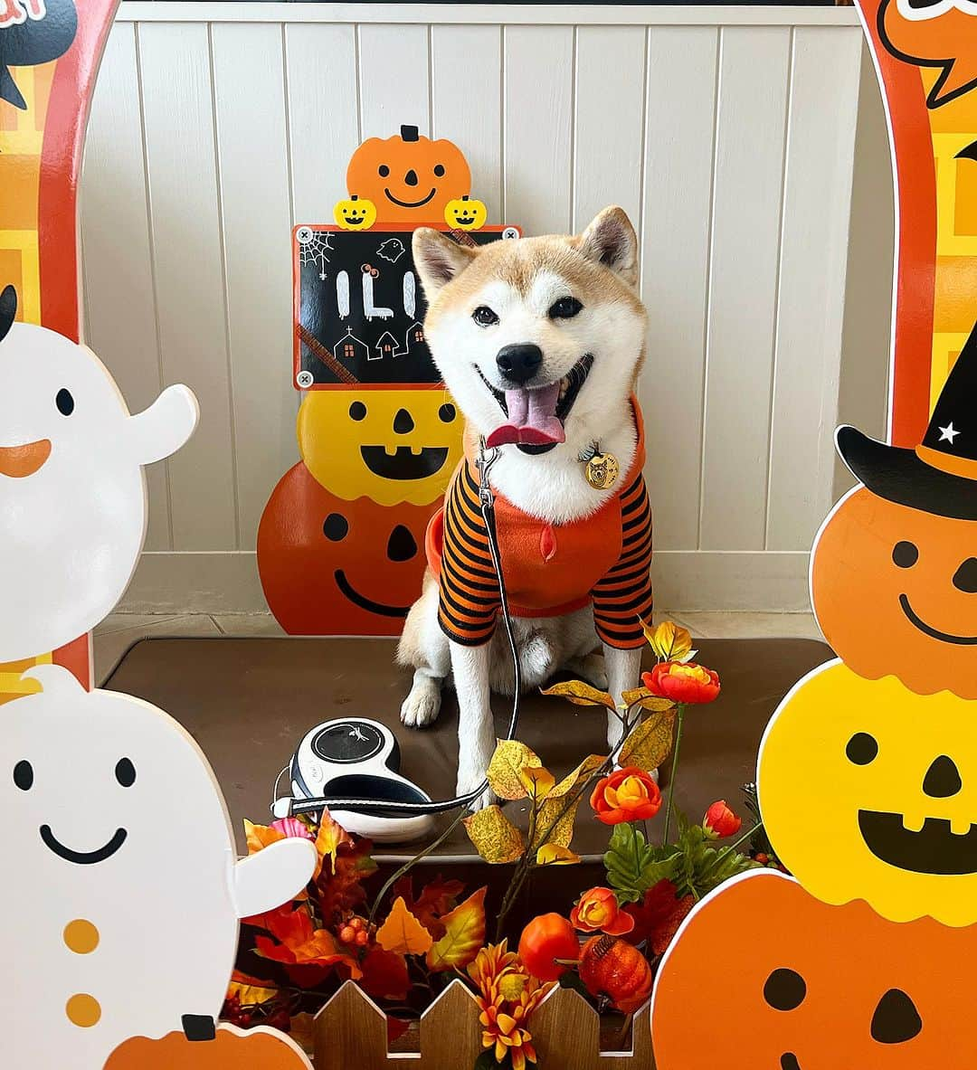 ゆうとろ（柴犬ゆうと猫のとろ）のインスタグラム：「Happy Halloween🎃 柴犬ゆう  昨日はハロウィンの格好して、豊洲のハロウィンのフォトスポットでたくさん撮影してきたよ😆 ペットショップに行ったら、コスプレしてる ワンちゃんにオヤツ配ってますってオヤツ貰えたよ！ ゆうたん、大喜びでした。 はしゃぎすぎて帰宅したら、グッスリゆうたんでした。 とろは連れて行こうか悩んだけど、賑やかな所は怖がるから、お留守番してもらったよ。  #ゆうとろコスプレ #ハロウィン #Halloween #柴犬部 #shibastagram」