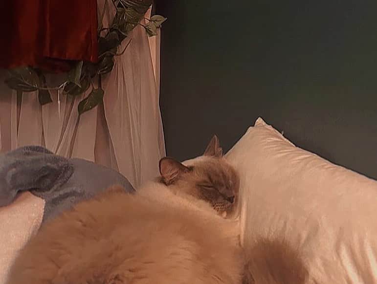 綾瀬志希さんのインスタグラム写真 - (綾瀬志希Instagram)「愛しい  #猫」10月31日 19時52分 - shikinobu