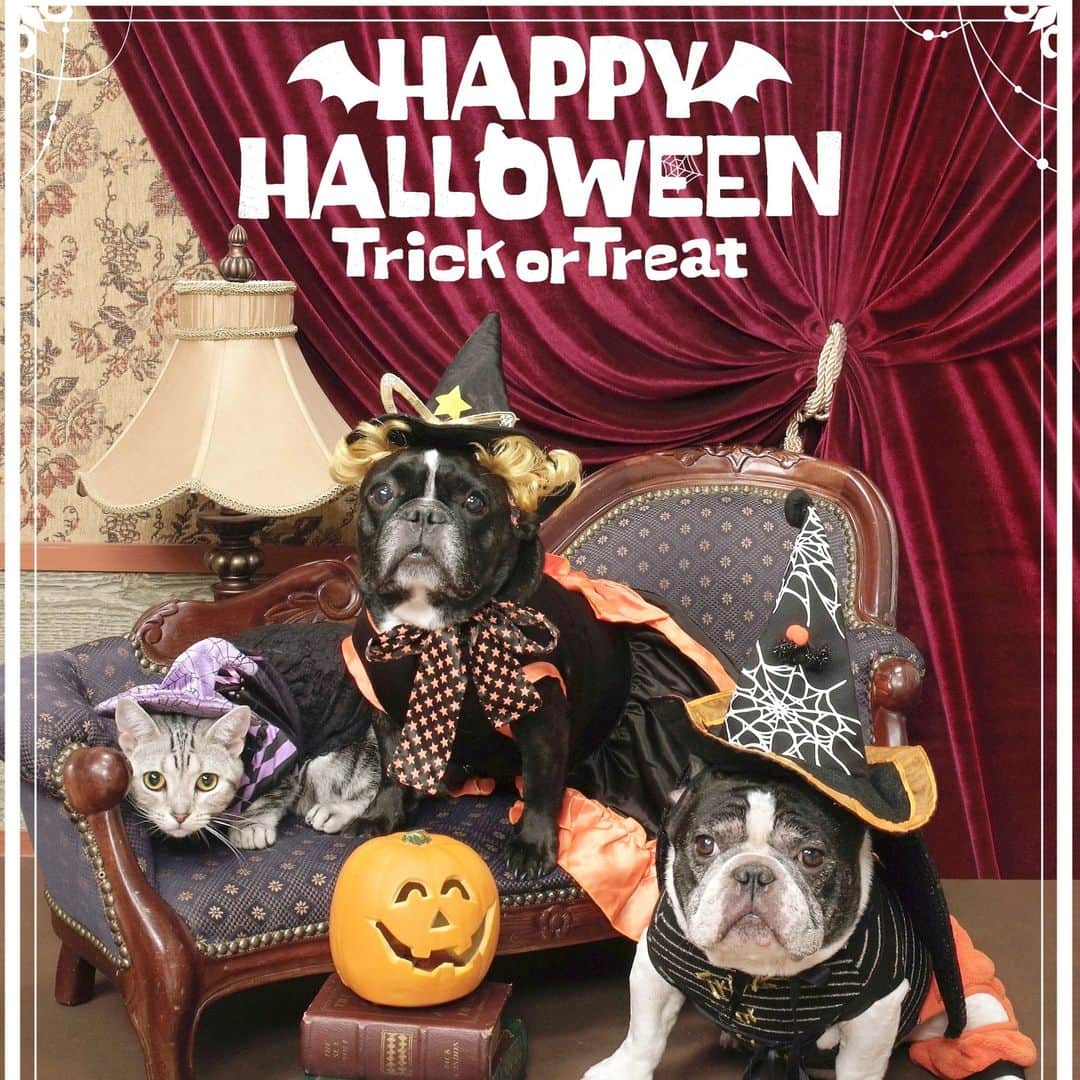 佐々木みすずのインスタグラム：「天国から、HAPPY HALLOWEEN!!」