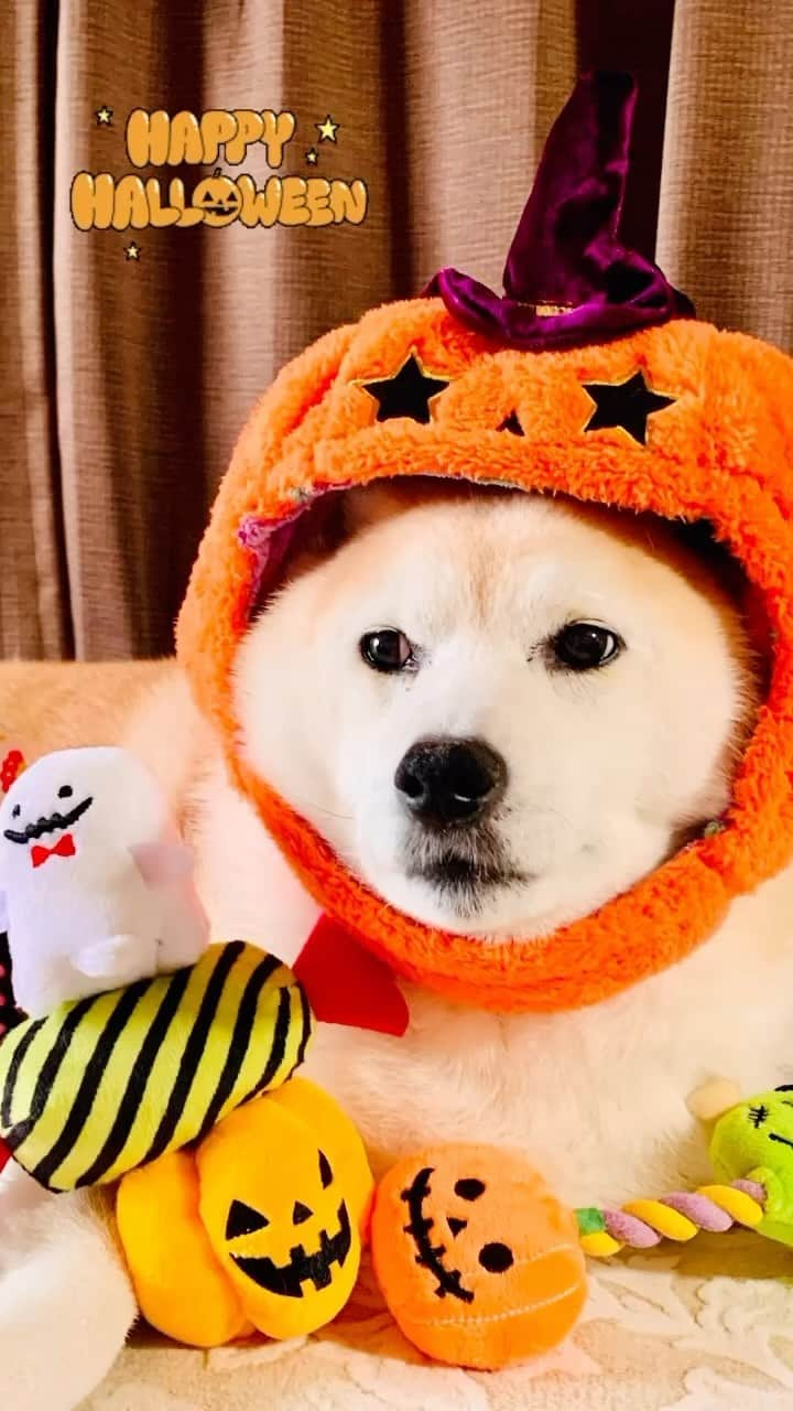 Kazumi-Gakumamaのインスタグラム：「恐ろしく楽しいハロウィンをお過ごしください😈👻🎃 🐾----*----*----*----🐾 Have a frightfully fun Halloween😈👻🎃 🐾----*----*----*----🐾 #柴犬 #岳 #柴犬岳 #柴犬ガク#gaku #shibainugaku #shiba #shibainu #shibastagram #いぬすたぐらむ #dogsofinstagram #リンリン #キジトラ #browntabby #ジャパニーズボブテイル #寅次朗 #茶トラ #まるどら #gingercat  #にゃんすたぐらむ #catoftheday #ふわもこ部 #ワンフルエンサー #ニャンフルエンサー  #ハロウィン #halloween #trickortreat  #happyhalloween #pecotv #20231031」