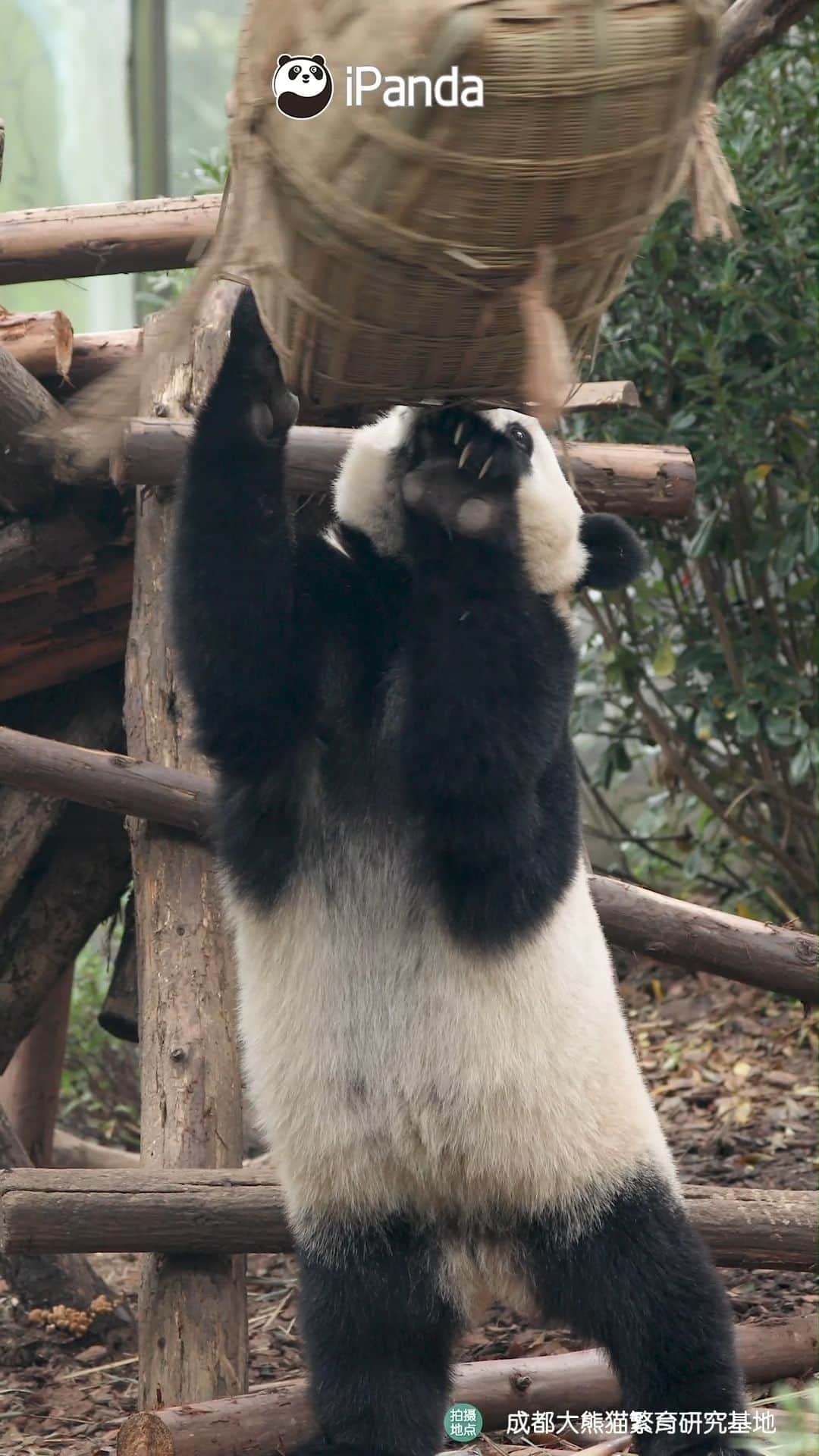 のインスタグラム：「Take off your panda costume, I know you are a human being. (Ji Ran) 🐼 🐼 🐼 #Panda #iPanda #Cute #HiPanda #PandaMoment #ChengduPandaBase   For more panda information, please check out: https://en.ipanda.com」
