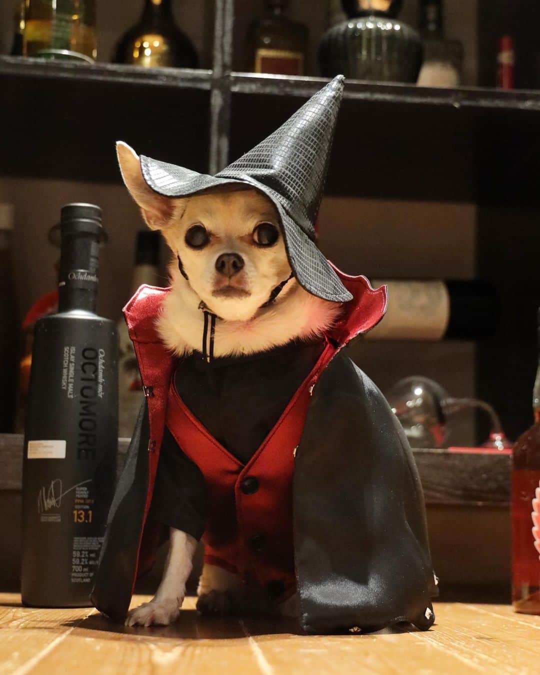 紋次郎のインスタグラム：「Happy Halloween 👻🎃 このドラキュラっぽいセットアップはなかなか秀逸😊 これこれでハロウィン関係なく楽しめそう！ にしても、ハロウィン用のマントだけでも9枚近くある気がする🤣 #dog#dogstagram#instadog#chihuahua#barkbox#mydogiscutest#buzzfeed#dog_features#fluffypack#barkpack#dogsofinstagram#犬#チワワ#手作り#handmade#着物#fashion#紋次郎一家#チーム茶#ふわもこ部#igersjp#peco犬部#dogfashion #whisky」