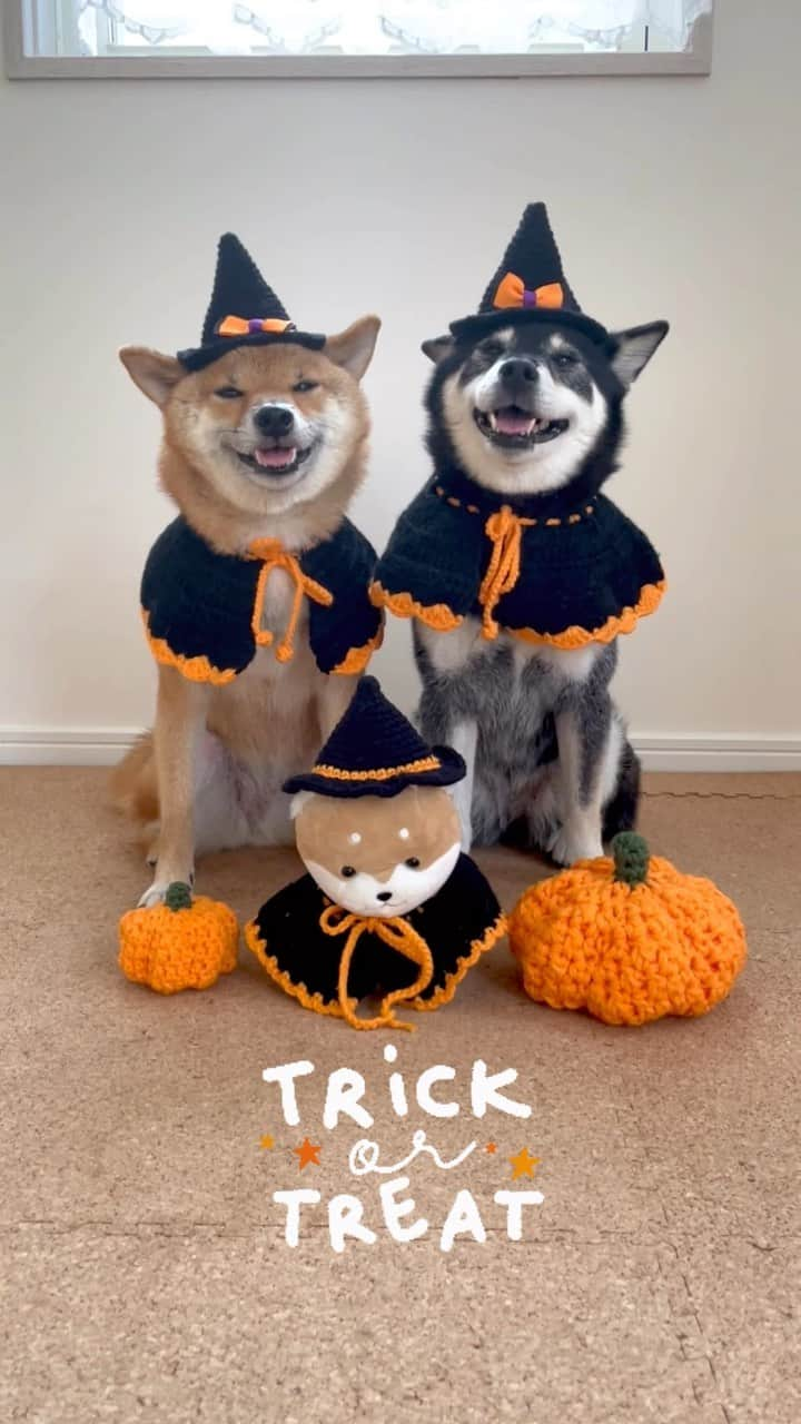 黒柴みくのインスタグラム：「Trick or Treat🎃 色んな仮装したから、おやつたくさんちょーだい🐻🦊🍬🥮🧇 * * 他の投稿はこちらから💁🏻 @9648miku  * * かぼちゃの編み物 #meetang動画より  * * #みくりな編み物  #しばいぬ #くろしば #あかしば #barked  * * 黒柴みく Miku 🐻 11 years old ❤︎girl 柴犬りな Rina 🦊 5 year old ❤︎girl  #みくりな202310 2023.10.31㊋」