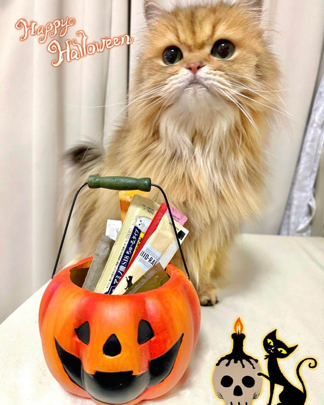 manami☺︎satoさんのインスタグラム写真 - (manami☺︎satoInstagram)「👻👻👻‪ꔛ‬  ＼🎃Happy Halloween♥♥／  トリックアトリートで おやつgetにゃ🐾  🍭🍩🧁🍬🥨  #Halloween #🎃 #チンチラゴールデン#猫#ねこ#猫好きな人と繋がりたい#にゃんだふるらいふ#냥스타그램 #ねこすたぐらむ #ねこのいる生活 #냥스타그램#猫咪#貓#貓星人#kot#koty#GATTO #KATZE#BERI #catoftheday#cat#cats#instacat#catstagram#catlifestyle#persian#chinchillacat」10月31日 20時08分 - fuwari_kinaco