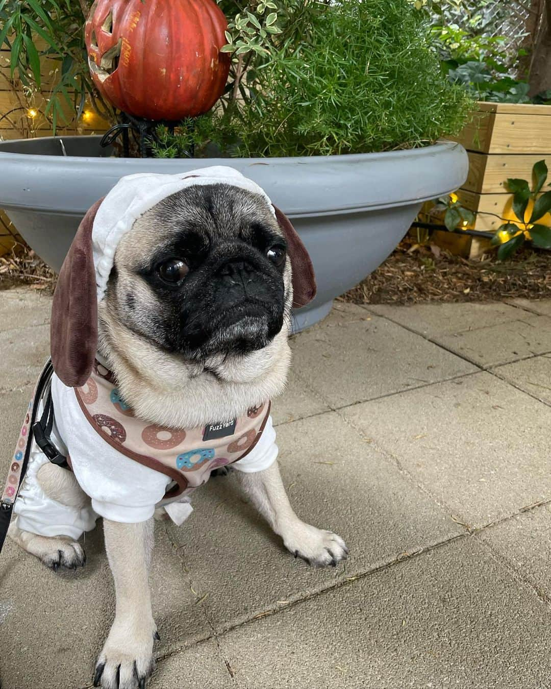 佐々木かいさんのインスタグラム写真 - (佐々木かいInstagram)「今年のハロウィンは スヌーピー🎃🐶♡ 犬が犬の仮装をするという、 型破りなめちゃかわハロウィンで ありました🐶🫰🎃笑  最後の写真は、アルバイト後の 休憩中ののりたま🥸😂 ・ ・ #ハロウィン #のりたま #スヌーピー #🎃」10月31日 20時09分 - kai_s_1213