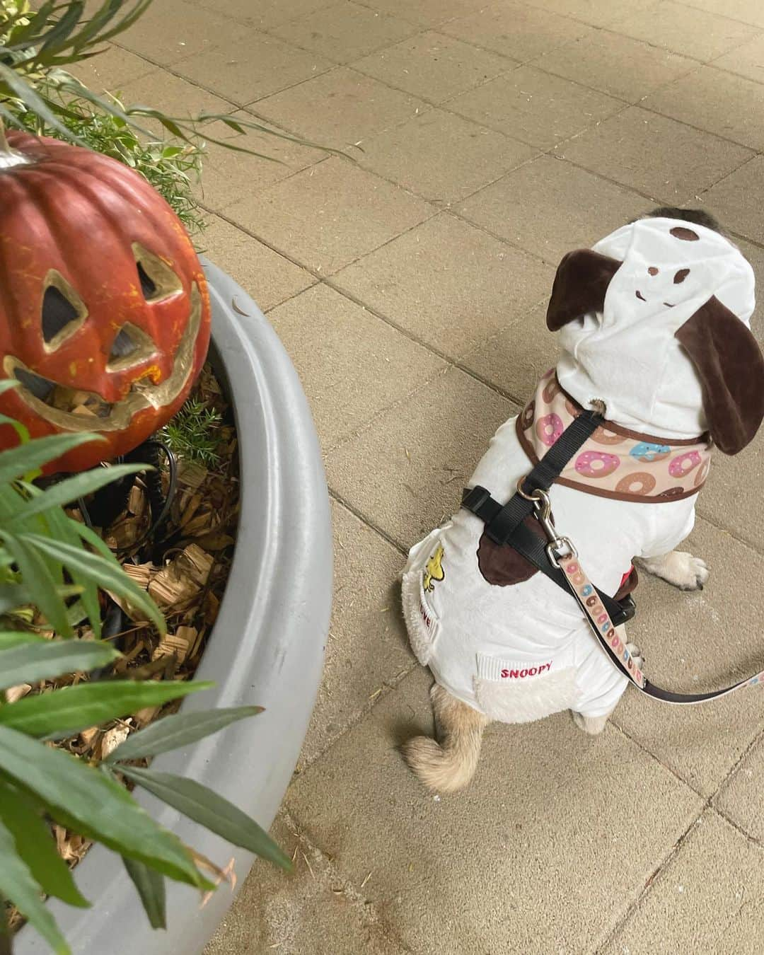 佐々木かいのインスタグラム：「今年のハロウィンは スヌーピー🎃🐶♡ 犬が犬の仮装をするという、 型破りなめちゃかわハロウィンで ありました🐶🫰🎃笑  最後の写真は、アルバイト後の 休憩中ののりたま🥸😂 ・ ・ #ハロウィン #のりたま #スヌーピー #🎃」